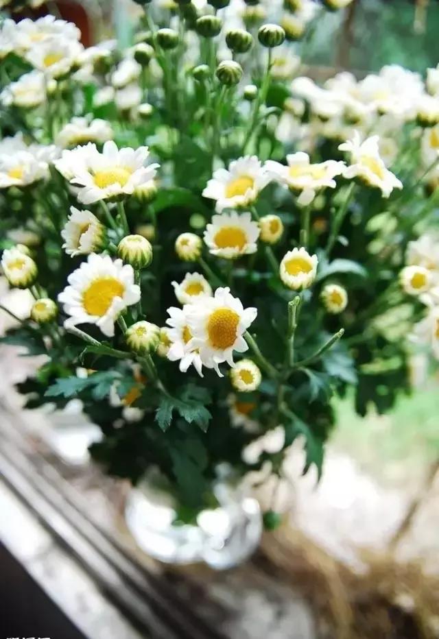 100种常年开花的植物,适合在家一年四季开花的植物