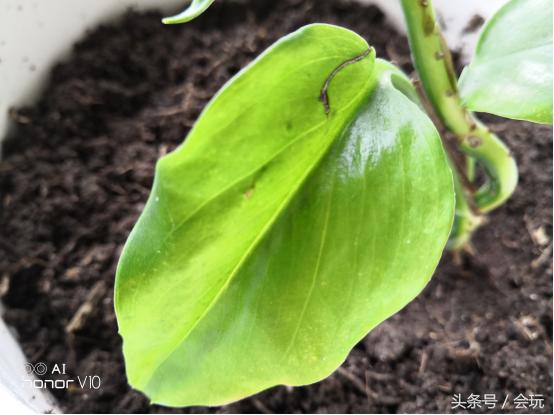 春节期间如何用手机拍大片？让搭载麒麟970的荣耀V10告诉你