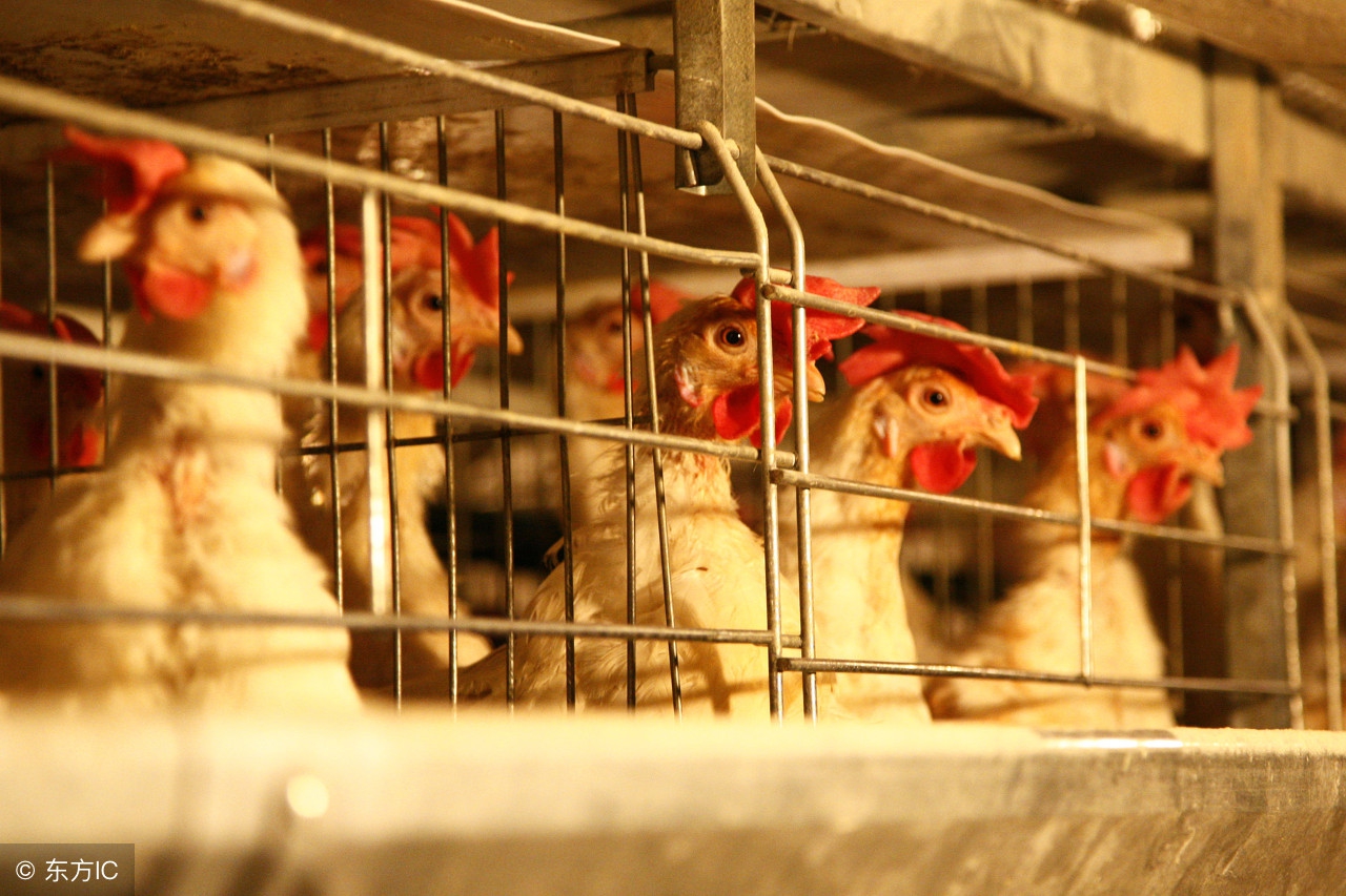 蛋鸡脱肛下软壳蛋怎么治疗,下蛋鸡脱肛有炎症怎么治疗