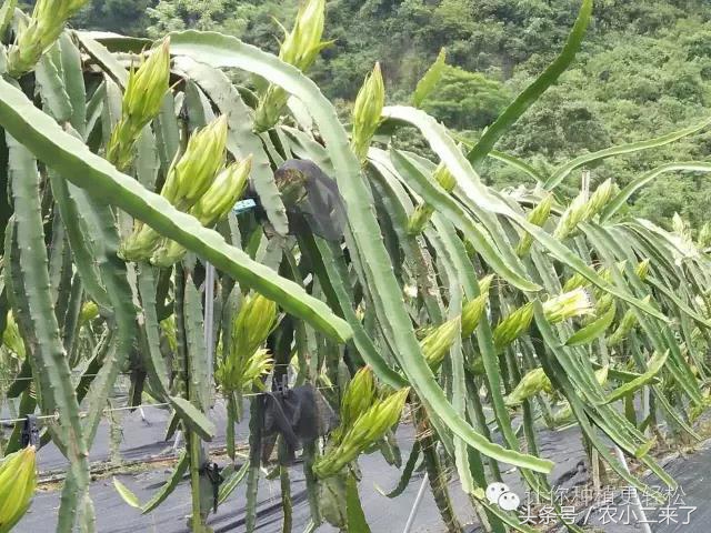 火龙果用钛微肥果实膨大,火龙果增糖吗