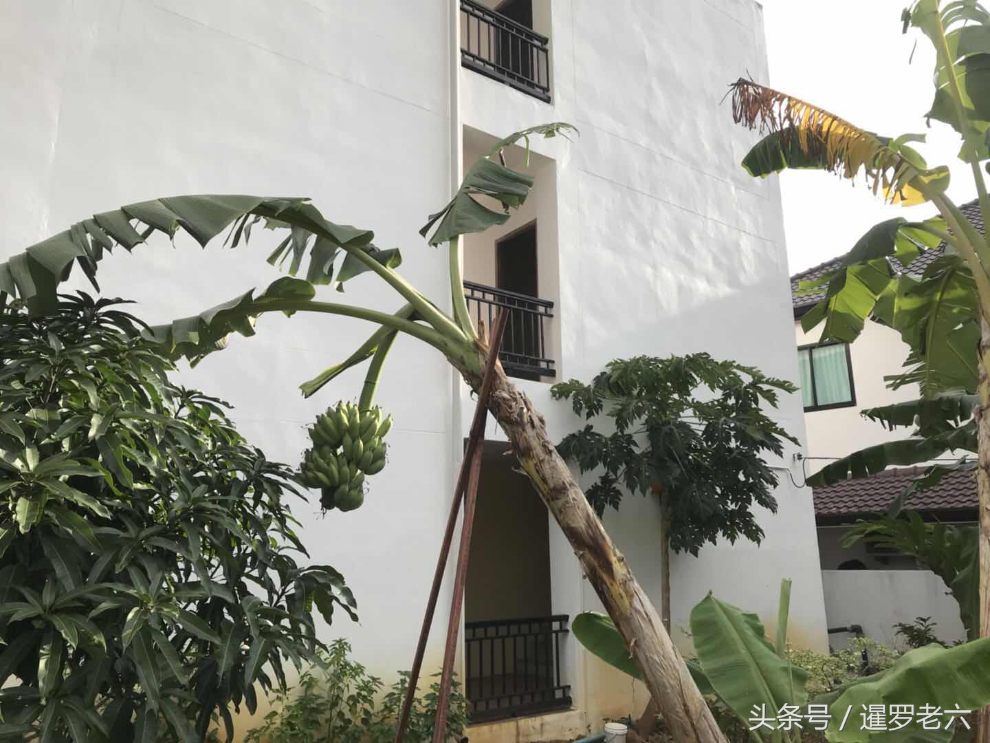 泰国合艾有多厉害,泰国合艾现在有榴莲吃吗