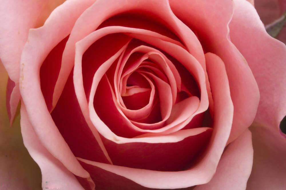 中国买不到的婚纱!Stelladelibero跳进花海的新娘,美到爆炸!