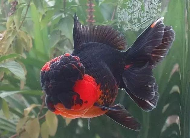 新手水草缸开缸及养水步骤,开缸养水静置还是开过滤泵