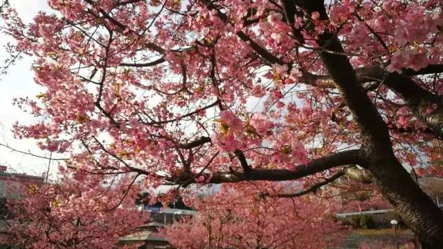 鏃ユ湰浜兘椋庢櫙宸濈搴锋垚,鏃ユ湰宸濈搴锋垚鍒濈鍥涙櫙