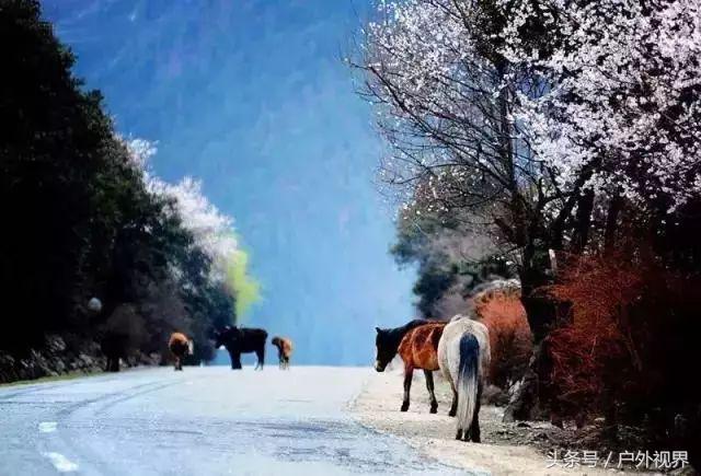 中国3月适合自驾的地方,自驾藏南旅游攻略