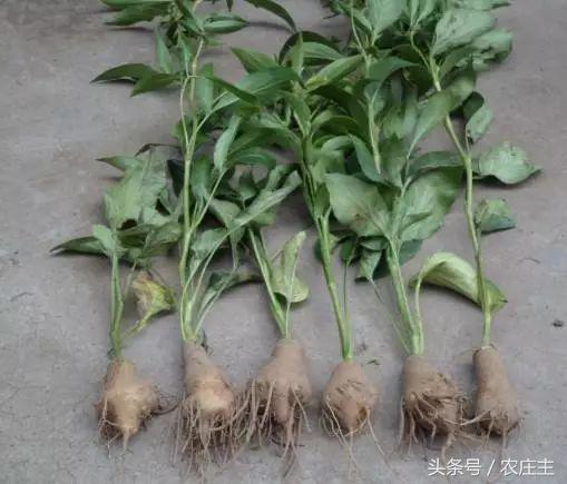 今年中药材普遍行情分析,未来药材走势行情