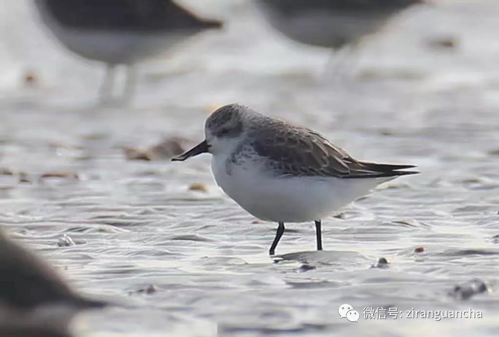 防城港山心沙岛和山新沙滩,防城港三口浪山心沙岛