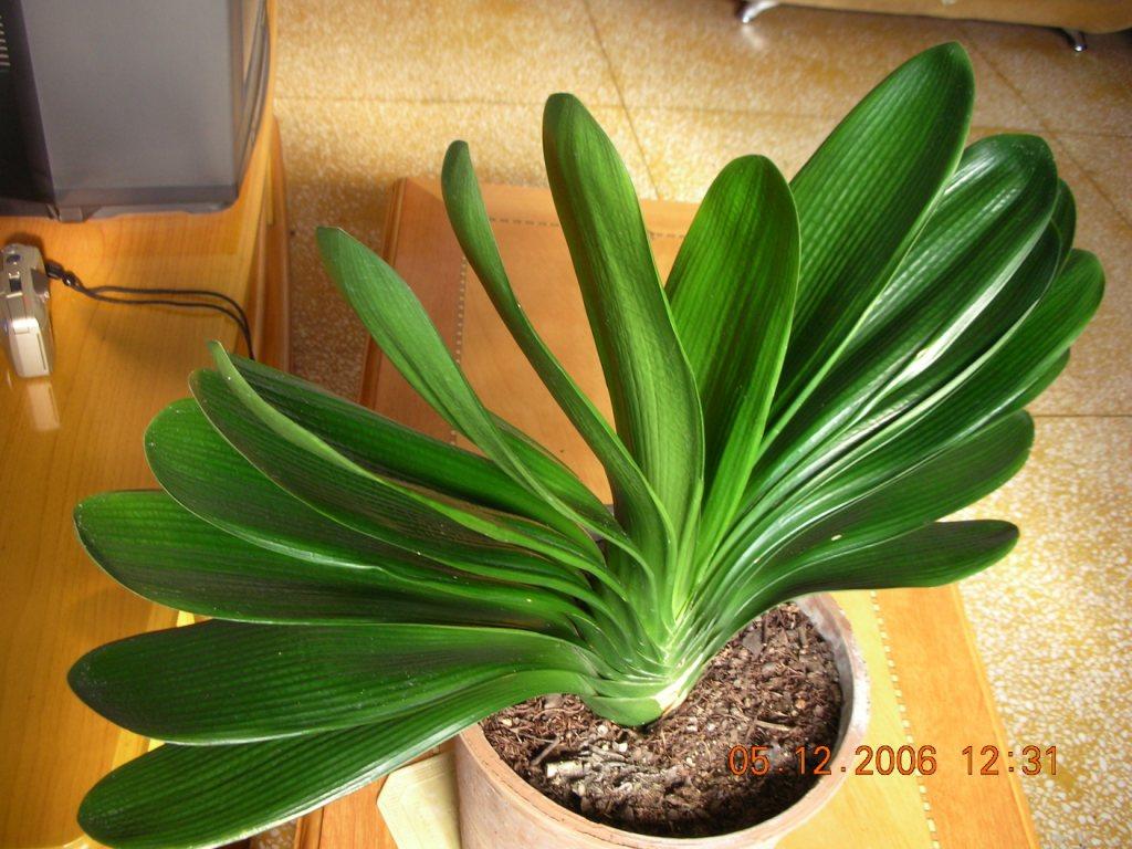 君子兰怎么才能一盆分10盆,君子兰一刀变10盆