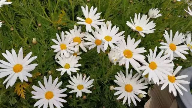 鏃ユ湰浜兘椋庢櫙宸濈搴锋垚,鏃ユ湰宸濈搴锋垚鍒濈鍥涙櫙