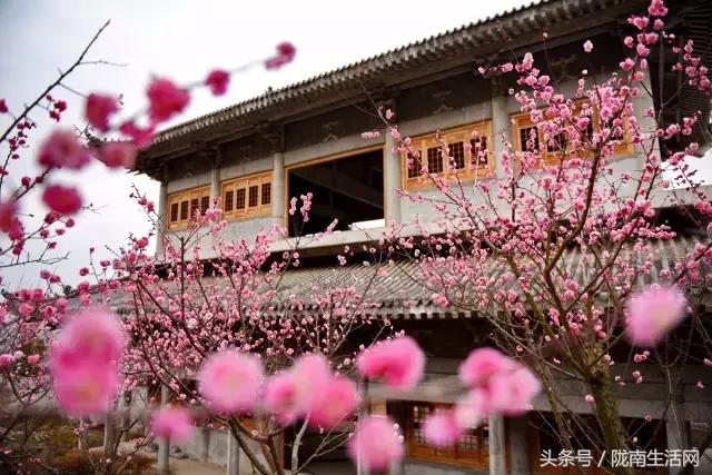 陇南徽县梅园“颜值”已“爆表”，再不去就迟了