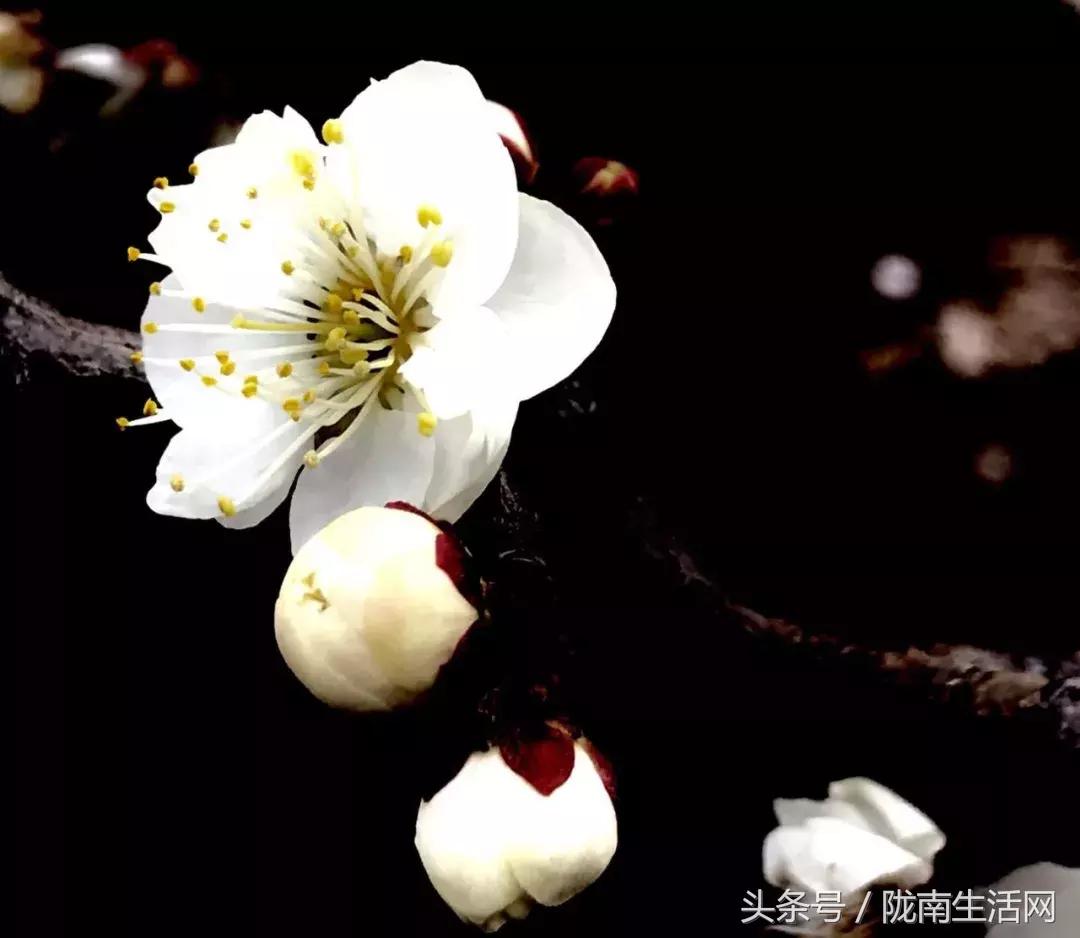 陇南徽县梅园“颜值”已“爆表”，再不去就迟了