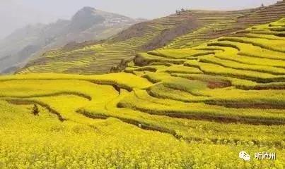 泸州春日赏花好去处,花开似海请收好泸州这份赏花秘籍