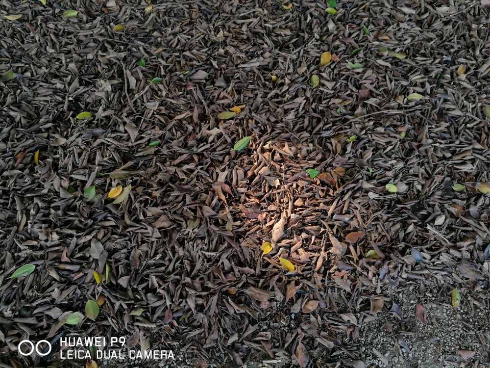 华为p9德味,毒德味儿