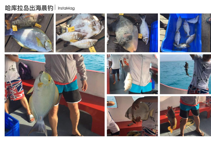 美丽的马尔代夫视频音乐,马尔代夫哈拉微莉岛游记