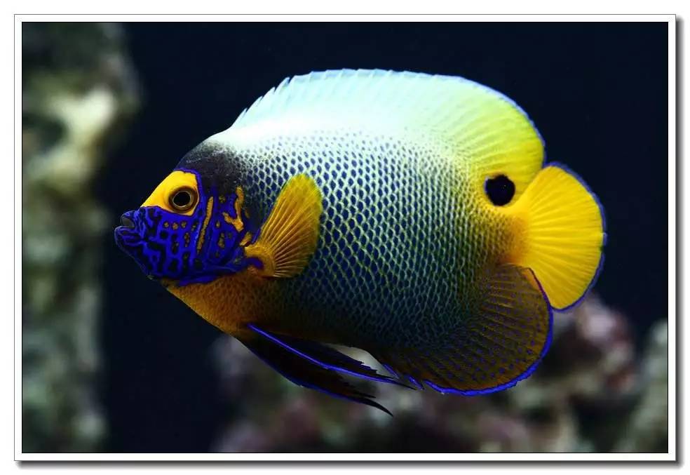 海水养殖鱼类疾病与防治手册内容,海水观赏鱼养殖技术书籍