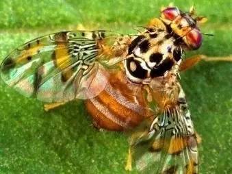 会存在小白虫的水果都有哪些,什么水果里面有小白虫