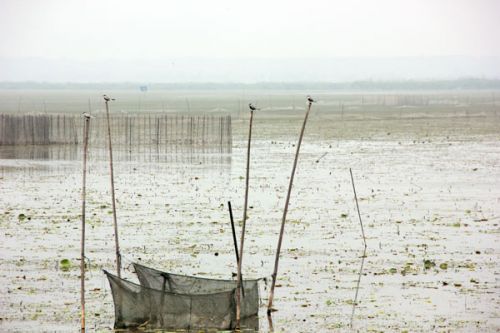 从A到Z，26个字母让你读懂微山湖红荷湿地