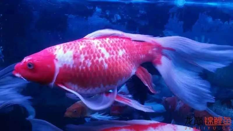 养几条锦鲤最健康又好看的品种,锦鲤龙凤锦鲤哪个好养