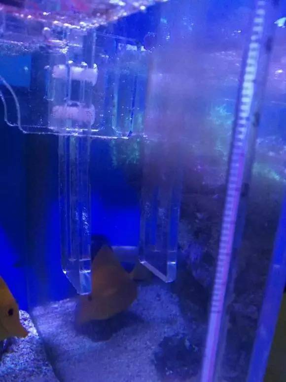 海缸变褐色,海缸变乳白色