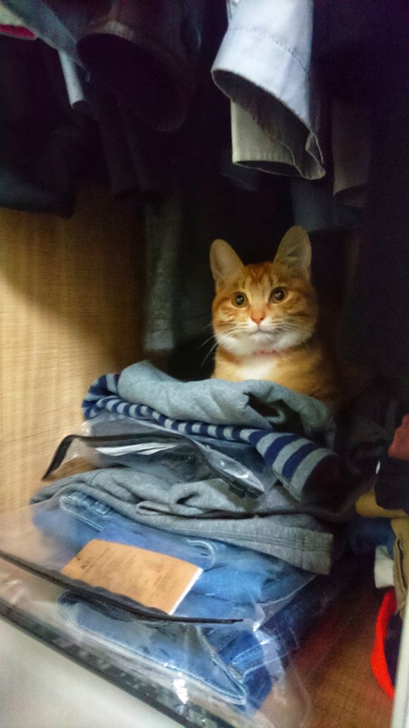 橘猫掉毛用剪刀剪,中华田园猫橘猫走丢了会回来吗