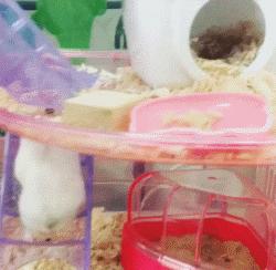 又可爱又会飞又很萌的小仓鼠,小仓鼠可爱的时候有多可爱