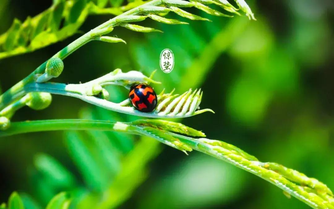 惊蛰需要注意什么,惊蛰养生三大注意点