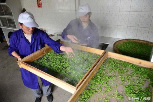 炒青绿茶和烘青绿茶泡出来的区别,杀青炒青和烘青的区别