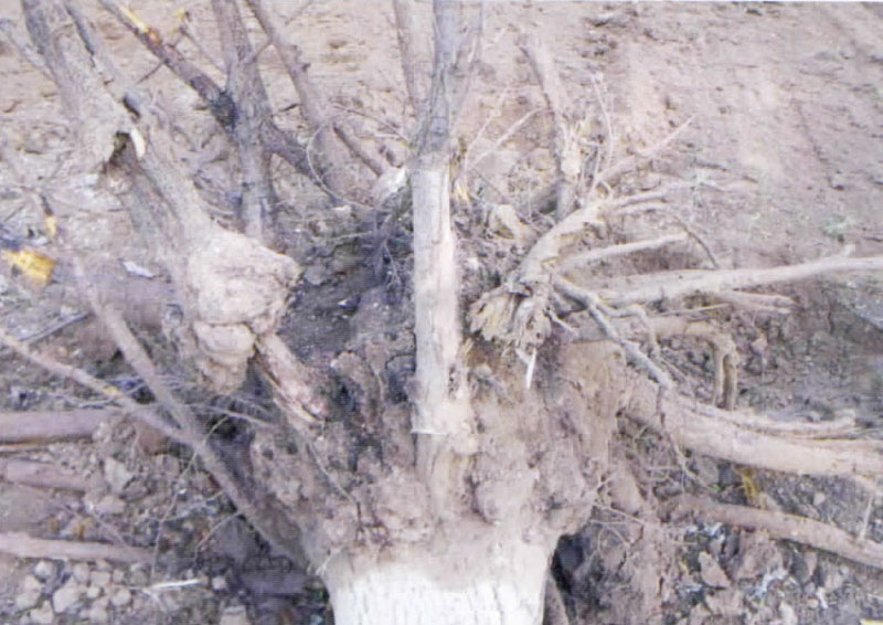 桃树根癌病怎么治,桃树根泡酒功效与作用