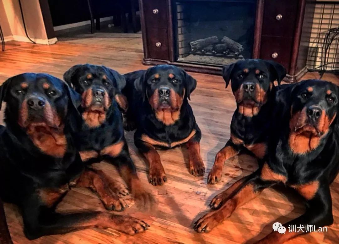 罗威纳工作犬都能做什么,工作型罗威纳犬