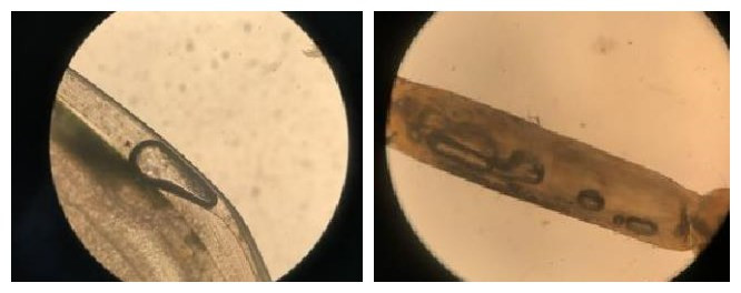 河蟹气泡病症状,河蟹气泡病怎么预防