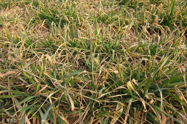打除草剂小麦受影响发黄怎么补救,近期小麦发黄的原因