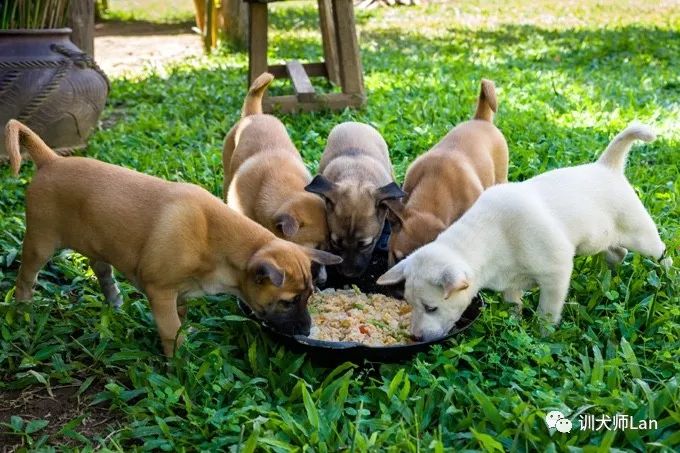 幼犬从出生到断奶管理和喂养,了解小狗的出生