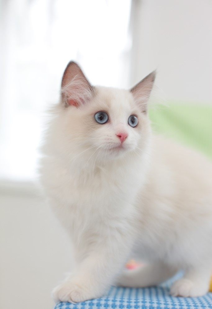 十二星座命中注定星座伴侣是谁,十二星座对应的宠物