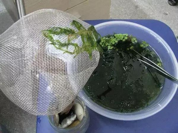 垂泪莫斯和三角莫斯火焰莫斯,莫斯水草球做法