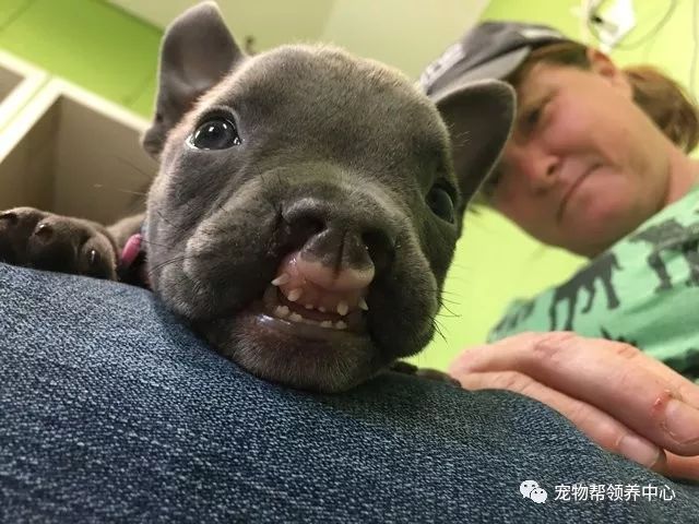 刚出生的狗狗上腭裂,刚出生的狗狗被主人遗弃