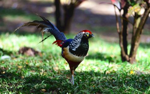 农业创业成功或失败的经验总结,传统农业创业模式有哪些