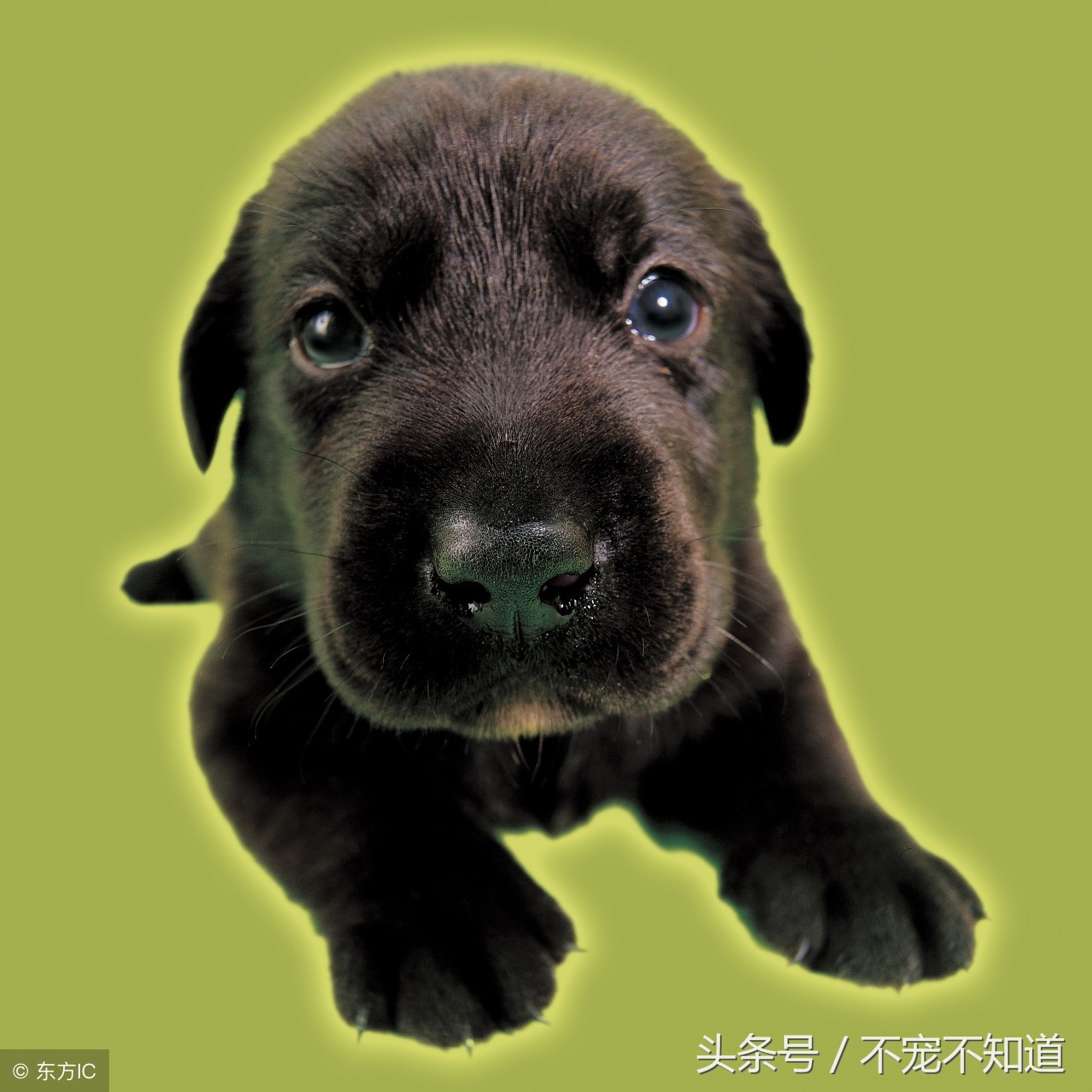 如何给狗狗保暖,如何给狗狗滴眼药水