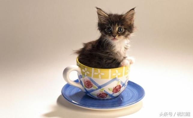 萌化了！网友上班带猫被误认为手机壳，简直是爆红的口袋猫同款