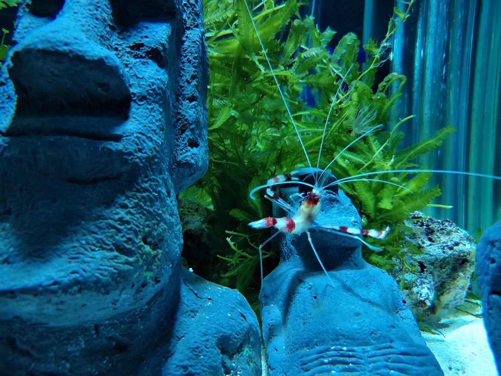 北京南到太平洋海底世界,走进太平洋海底世界视频