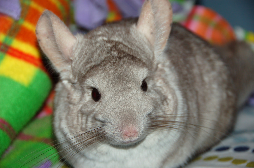 仓鼠需要磨牙吗用什么磨牙,仓鼠磨牙用什么磨牙最好