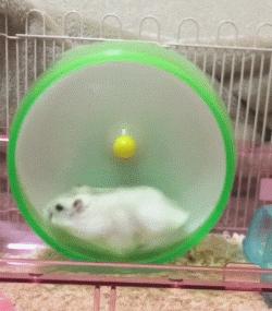 又可爱又会飞又很萌的小仓鼠,小仓鼠可爱的时候有多可爱