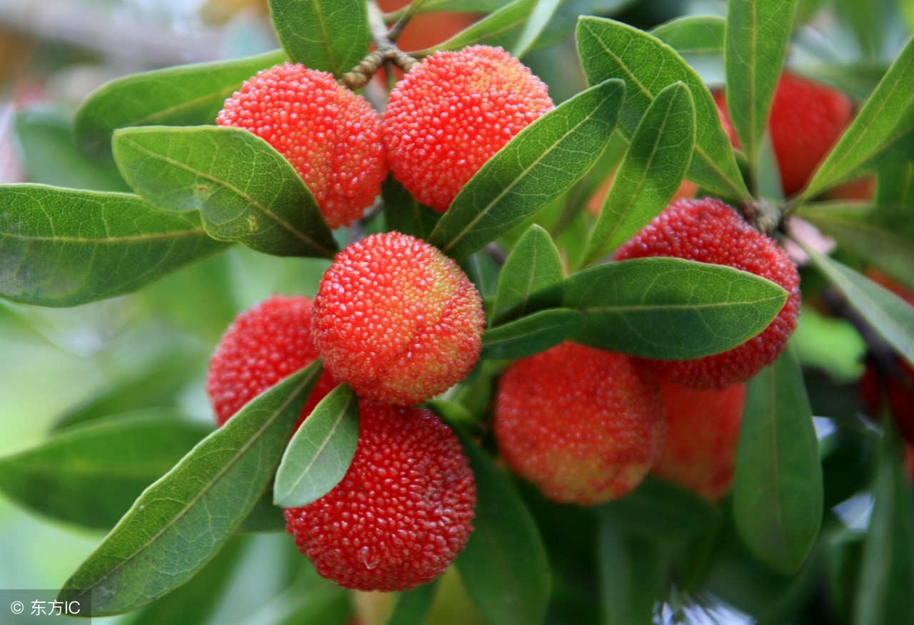 自制杨梅酒最好吃的做法,杨梅酒自制饮品怎么做好喝