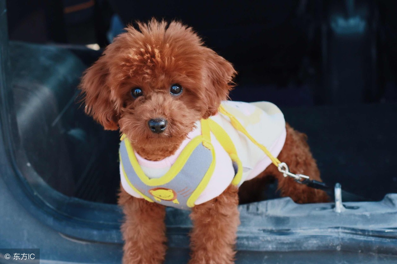 泰迪7岁了需要补充点什么营养,新手养泰迪幼犬要注意什么事项