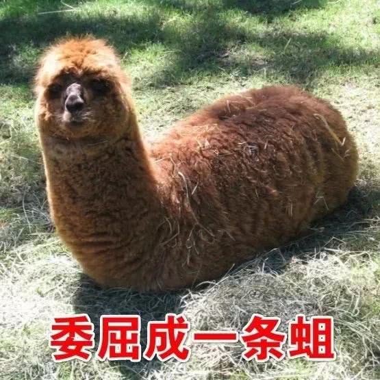 想做个精致猪猪女孩,想做一个精致的猪猪女孩