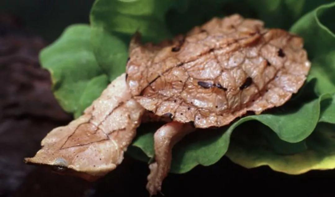 我滴个龟龟,我滴龟龟什么意思