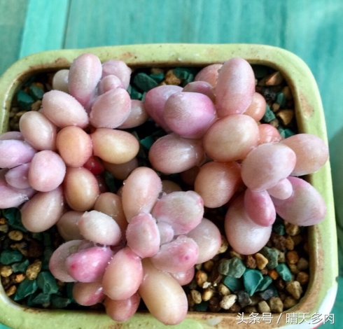 只有养过多肉的人才明白的事,其实多肉也没想象中那么好养