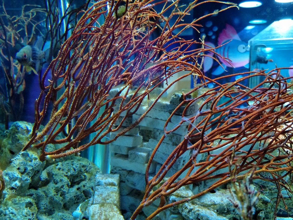 北京南到太平洋海底世界,走进太平洋海底世界视频