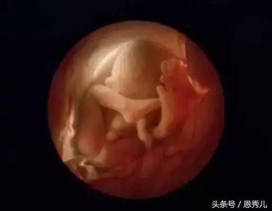 摄影大师花费10年,用镜头记录精子与卵子结合并发育成长的过程!