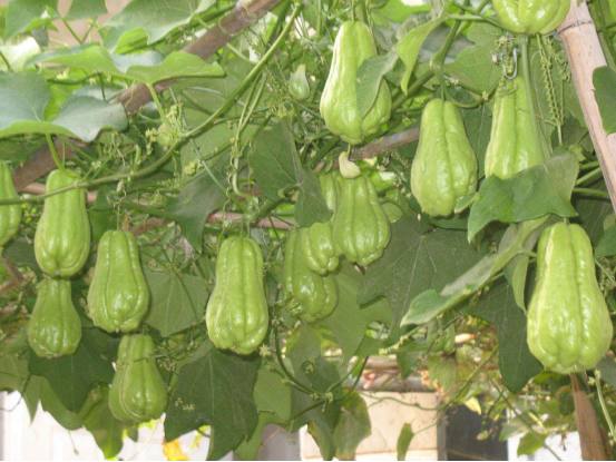 佛手瓜如何插秧,佛手瓜如何才能高产