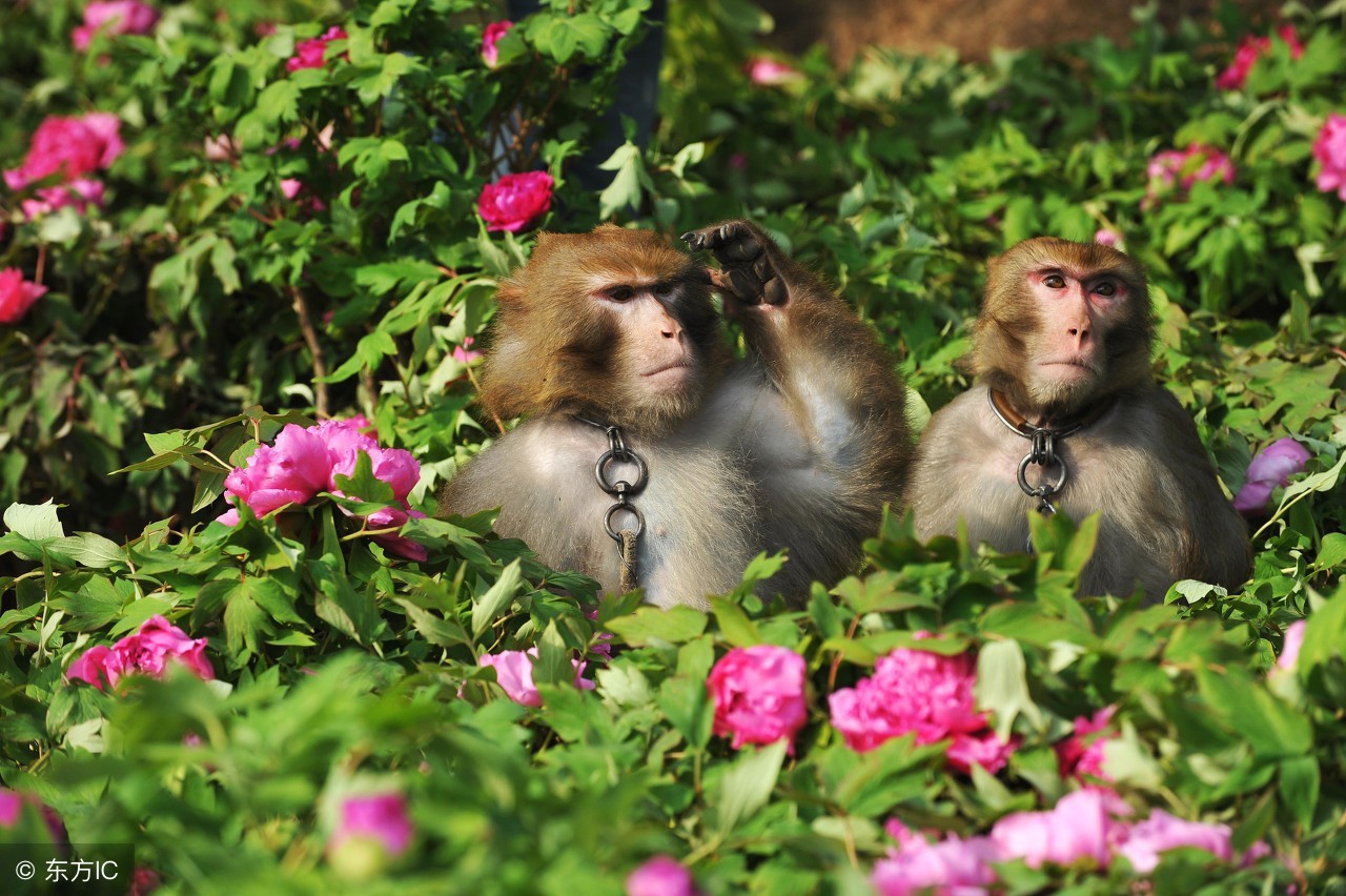 海南省陵水县南湾猴岛旅游景点,海南陵水南湾猴岛图